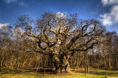 Sherwood Forest Country Park on target to become the world’s first 5G ‘Connected Forest’ as part ...