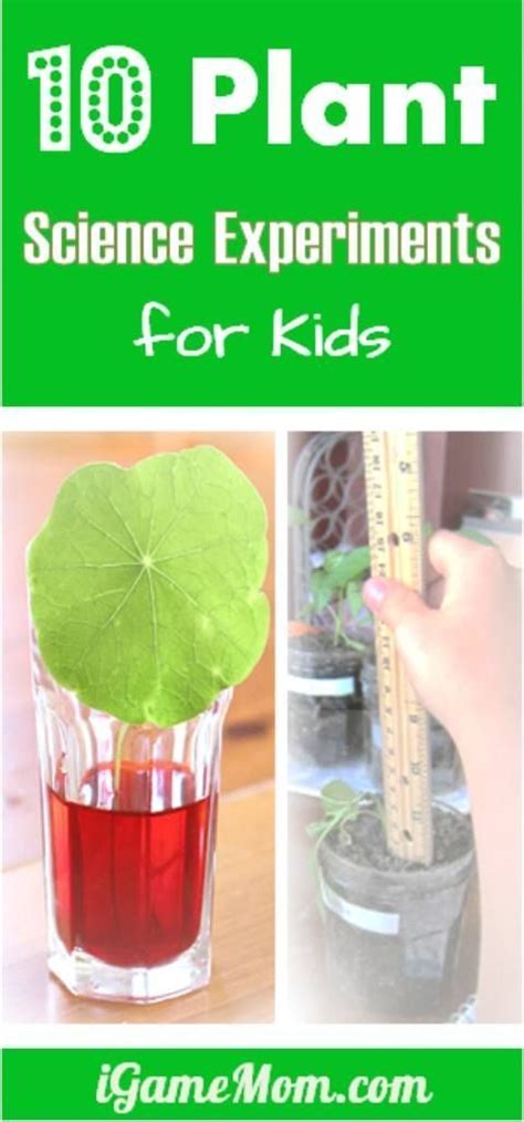 10 Plant Science Experiments for Kids | Kitchen science, Fair projects ...