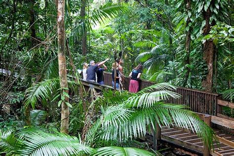 Full Day Daintree Rainforest And Mossman Gorge Tour: Triphobo