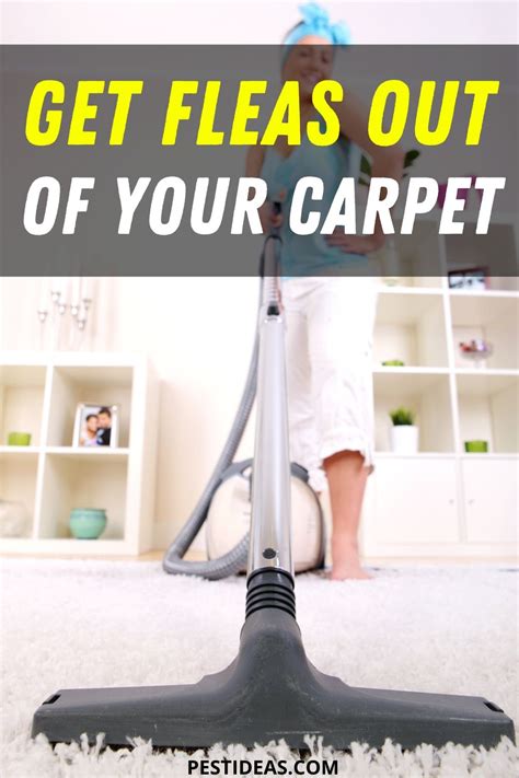 Get Rid of Fleas in Carpet- Get Them out of Your Carpet Fast