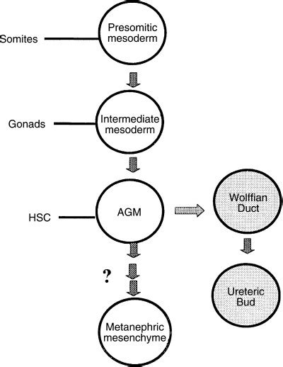 Development of the metanephric mesenchyme. | Download Scientific Diagram