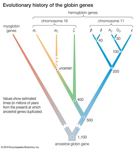 Globin | biology | Britannica