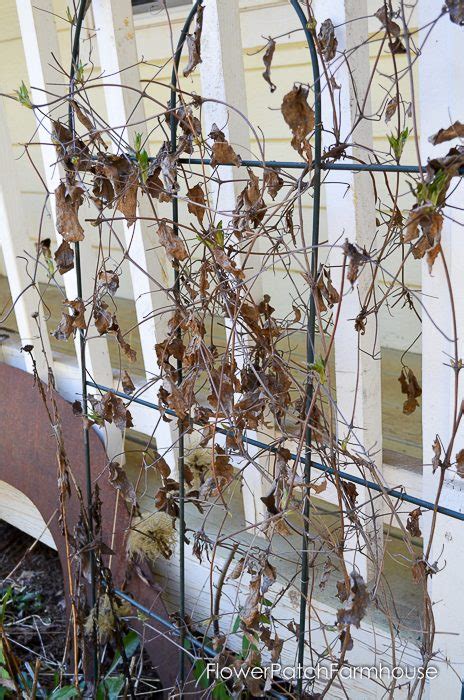 How to Spring Prune Clematis - Flower Patch Farmhouse