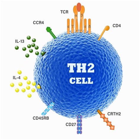 Th2細胞_百度百科