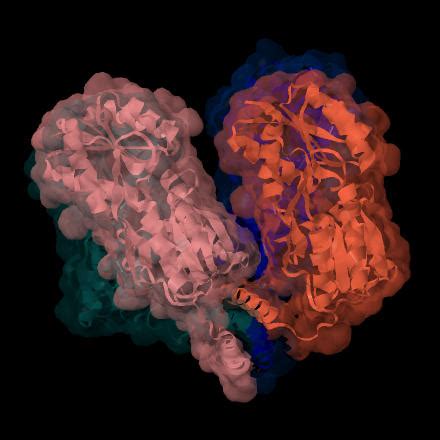 PDB-101: Geis Archive: Lac Repressor