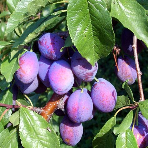 Dual Cordon Plum Tree | 2 Plum Varieties on 1 Tree