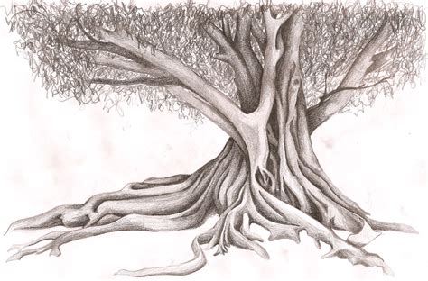 Moreton Bay Fig by omorocco on deviantART Tree Line Drawing, Fig Drawing, Drawing Trees, Tree ...