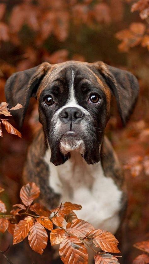 Boxer Dogs, Boxer Puppies HD phone wallpaper | Pxfuel