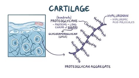 Cartilage structure and growth: Video & Anatomy | Osmosis