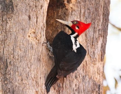 PÁJARO CARPINTERO - AESPAC