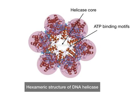 What Is Helicase? And How It unwinds DNA? – Genetic Education