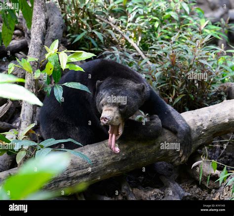 Endangered Bornean Sun Bear (Helarctos malayanus) showing its tongue, Sun Bear Conservation ...