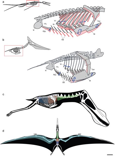 File:Pterosaurs.jpg - Wikipedia