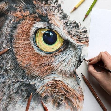 Cats Dogs and an Owl Pencil Drawings. | Owls drawing, Color pencil art, Animal drawings