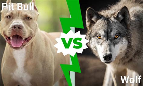 Pitbull Dog Vs Lion