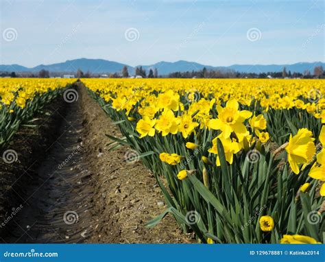 Blooming Daffodil Fields in Washington State Stock Image - Image of ...