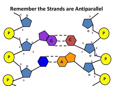 7.1 dna & replication