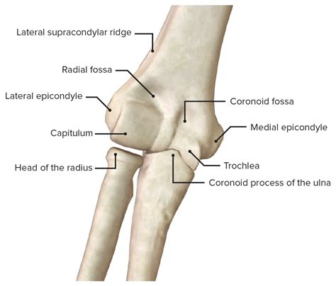 Elbow Joint: Anatomy [+video] - Lecturio Medical