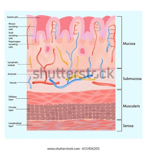 Structure Stomach Wall Stomach Wall Layers Stock Vector (Royalty Free) 615406205