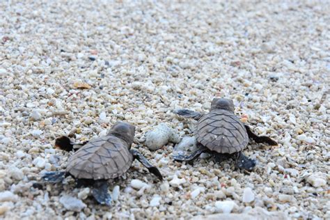 Aboitiz Eyes | More Batches Of Pawikan Hatchlings Released At Cleanergy Park