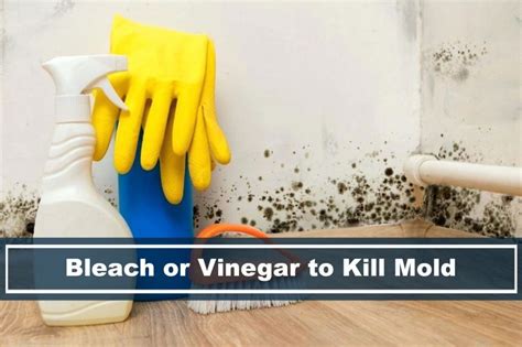 Bleach vs Vinegar - Which is better to kill mold? - Air Advisor