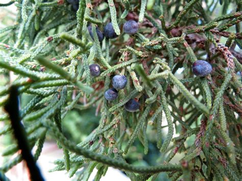 Bermuda Cedar with female cones | Bermuda cedar Juniperus be… | Flickr