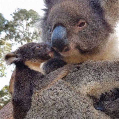 koalas_kangaroo_island_tour_travel_itineraries | Kangaroo Island Wildlife Park