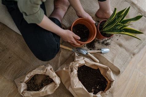 What Is The Best Fertilizer For Your Cactus? - CactusWay