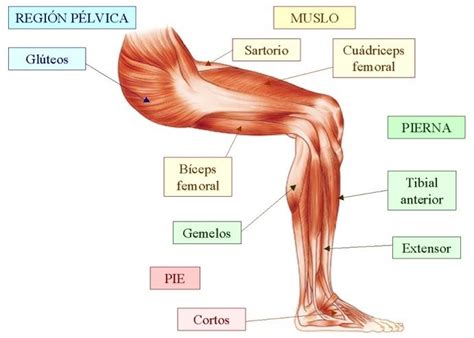 Músculos de la Pierna | Anatomía y Funciones | Musculos de las piernas, Musculos, Anatomia musculos