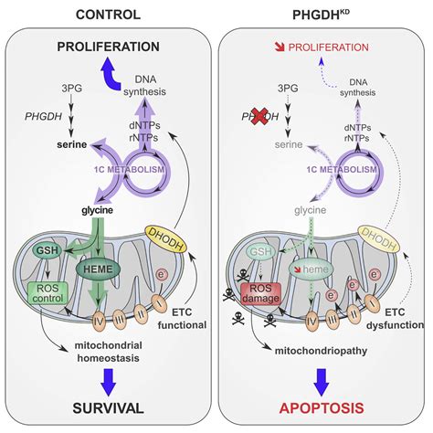 Serine Synthesis via PHGDH Is Essential for Heme Production in Endothelial Cells: Cell Metabolism