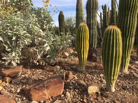 Why You Should Visit the Arizona-Sonora Desert Museum | Outdoorsy.com