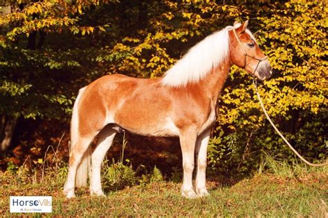 Palomino Horse Facts, Origins & Characteristics (W/ Pictures)