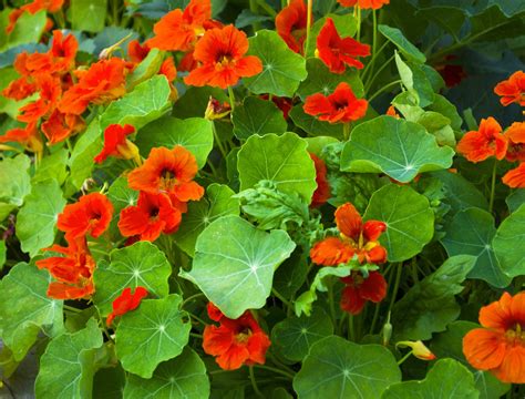 Nasturtium - The Flowers Express Philippines