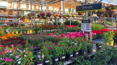 Are Plants Better At Lowe's Or Home Depot? Quick Comparison