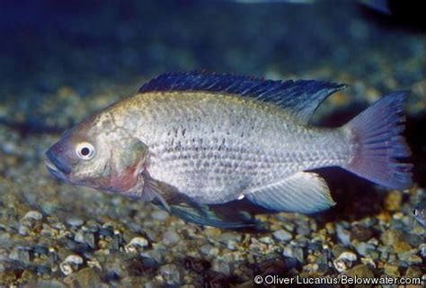 Oreochromis esculentus - Alchetron, The Free Social Encyclopedia