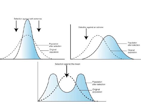 Evolution & Natural Selection (22, 23, 24, 25) Diagram | Quizlet