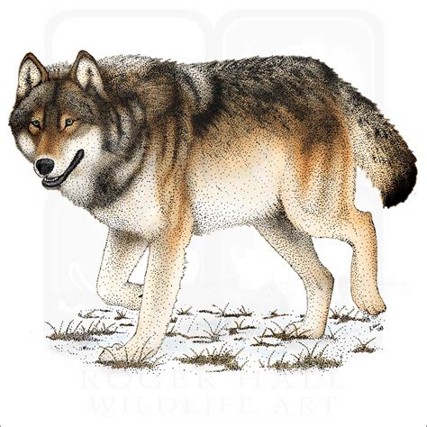 Timber or Eastern Wolf - Signed Fine Art Print