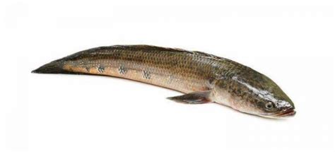 Can You Eat Mudfish? How to Catch Them? - Lure Me Fish