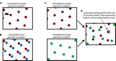 Frontiers | A Framework for Intelligence and Cortical Function Based on Grid Cells in the Neocortex