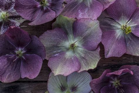 Say hello to hellebores - Floret Flowers