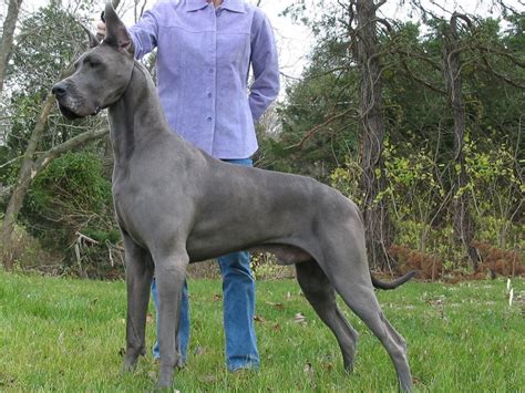 The 10 Biggest Dog Breeds In The World - Animals