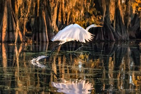 Cypress Swamps Wild Life, Louisiana, Texas, USA Natalia Berezina Photography | Fine Art Prints ...