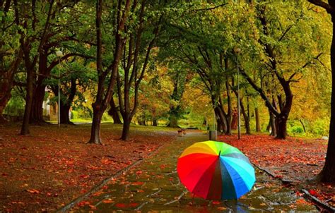 Wallpaper Autumn, Rain, Umbrella, Park, Fall, Foliage, Park, Autumn for mobile and desktop ...