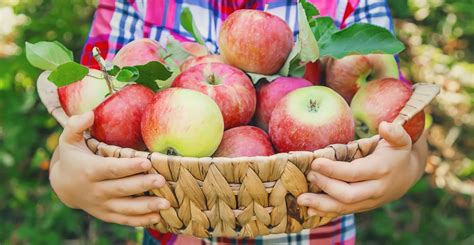 10 Must-Read Fall Apple Picking Tips - Farmers' Almanac