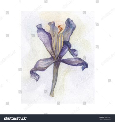 Watercolor Crayon Drawing Flower Stock Illustration 664871425 | Shutterstock