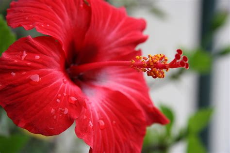 Hibiscus: The national flower of Haiti