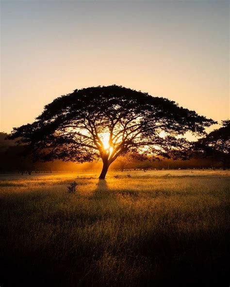 Guanacaste!!! | Arbol fotos, Paisaje atardecer, Paisajes