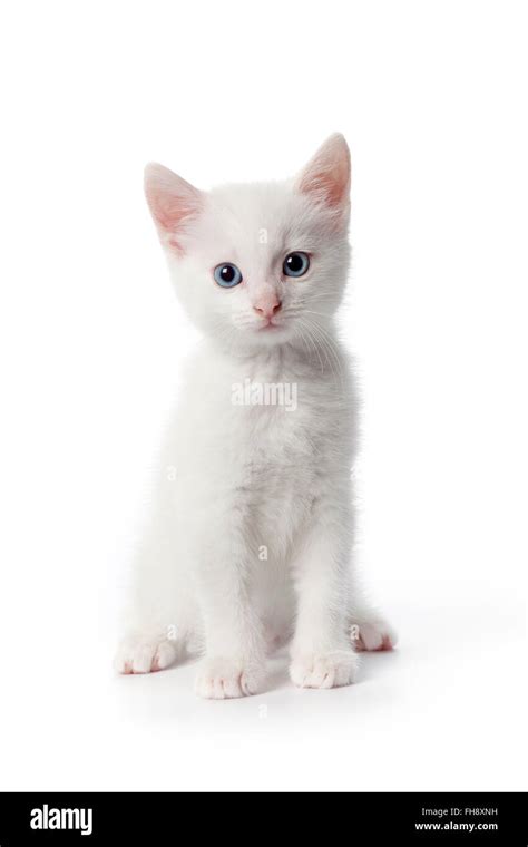 Cute white kitten with blue eyes on white background Stock Photo - Alamy