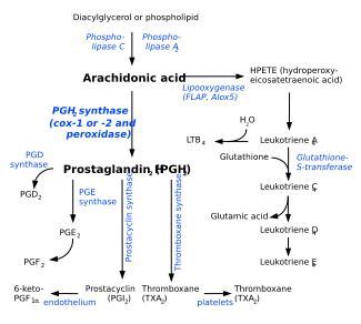 Prostacyclin synthase - wikidoc