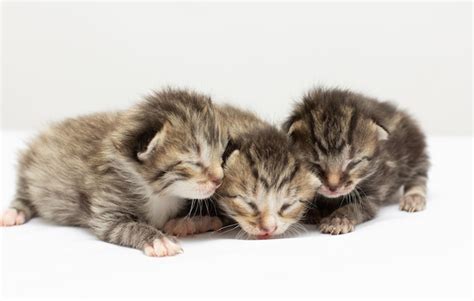 Premium Photo | Three newborn grey kittens on white background